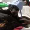 lucadellorco3