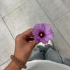 qulieevaa_14