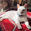 aisha332333