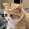 ffhaz0