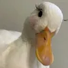 hnghicutephomaiquee