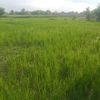 masoomwazir30241