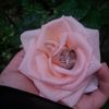 ledy_423
