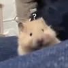 bé chipp🐣