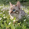 der_leo3