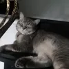 kinmeemeow