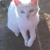 hichamelmahssouni