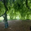 _the.green.rats_