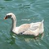 em_ab369