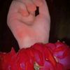 www.tiktok.comahma026