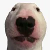 cachorrosapecaa