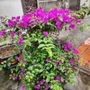 hue.nguyen8344