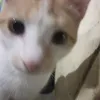 charleytayag
