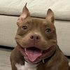 bortusthebully