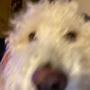 iltoby6.5