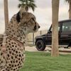 شــشــبــل الــعــبــادل🐆〆