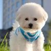 cutepets201709
