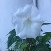 maddalena_artem