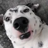 syllascerdeira