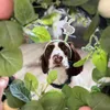 Ollie.the.springer.spaniel