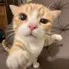 mel..toy