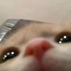 oyen_903