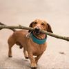 dog carrying a cane
