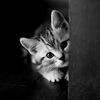 itx_zaifyi