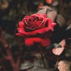 meranti_69