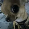 hdvehsydvsv