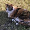 cat.lady329