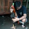 dito_farmadinata