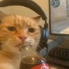 chill.gamer.cat.guy
