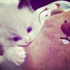 cocomelonn_028