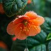 umme_habiba_2_