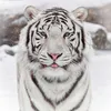 kim_tiger_f