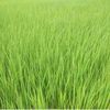 tapwintpan466