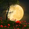 moonlightl