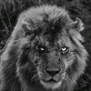 ahmeb_bhays
