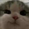 bao_dzvl6