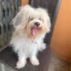 dogwalker12
