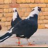faheempigens01