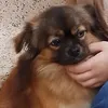 zeirox_nox