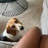 gabanna.theanxiousbeagle