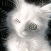 rose_75947