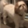 charliemcgriele