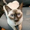 princenyothecat