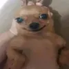 antifurrypibe