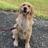 dougie_thegolden7