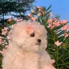 quynhchau2112